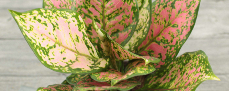 吉利红和如意皇后的区别（吉利红、如意皇后和中国红花卉的区别）