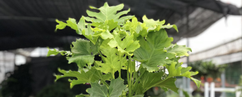 蔓绿绒用什么土 蔓绿绒用什么土养好养简单