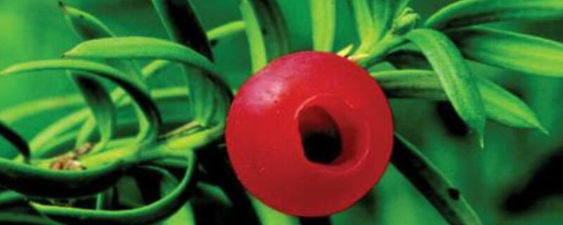 曼地亚红豆杉雌雄鉴别方法（曼地亚红豆杉分雌雄吗）