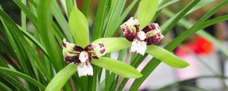 洋兰什么时候开花 洋兰什么时候开花结果