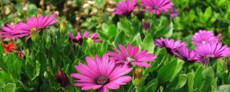 蓝目菊是多年生吗（蓝目菊是一年生吗）