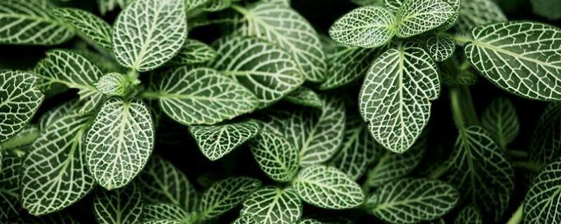 网纹草怎么移盆（网纹草移栽）