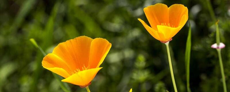 花菱草是罂粟花吗 花菱草属