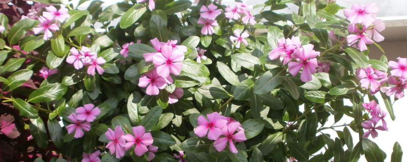 四季开花的盆栽（适合阳台四季开花的盆栽）