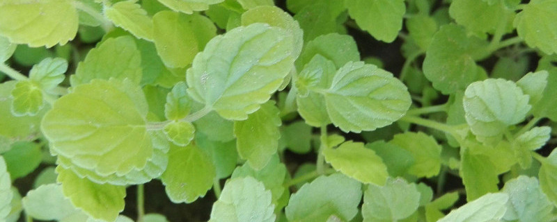 留兰香薄荷怎么种（留兰香薄荷种子）