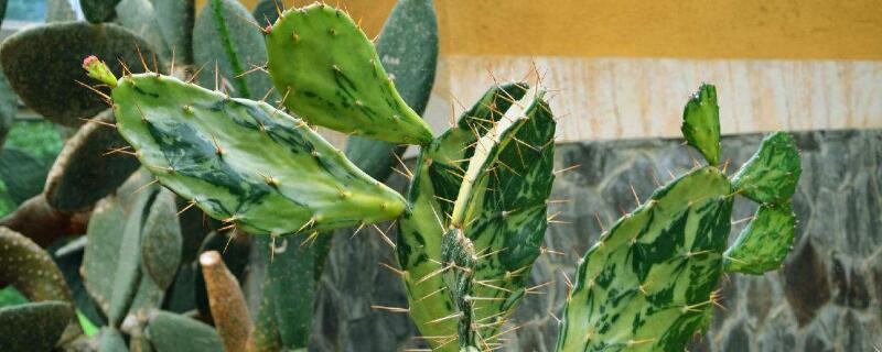 什么花适合放在卧室 什么花适合放在卧室净化空气又好养