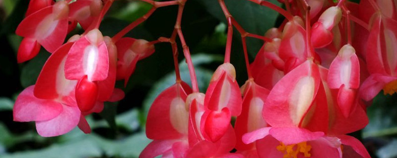 竹节海棠换盆方法（竹节海棠的换盆方法）