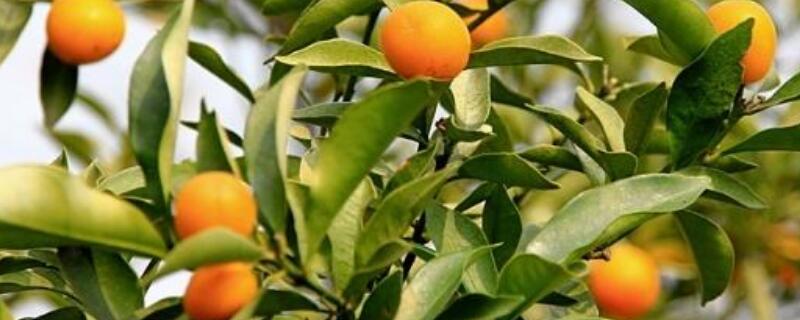 金桔树干枝是怎么回事（金桔树干叶是怎么回事）