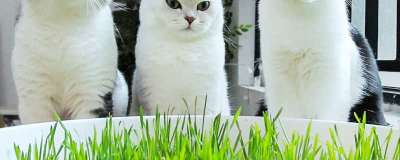 猫草是薄荷吗 猫草是薄荷吗图片