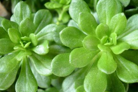 如何给植物补铁