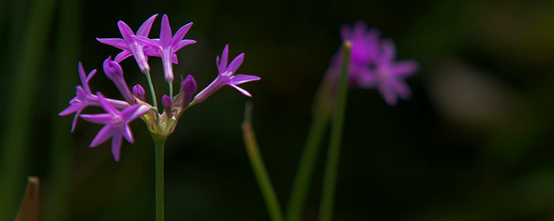 紫娇花和韭菜的区别 紫娇花和韭菜的区别在哪