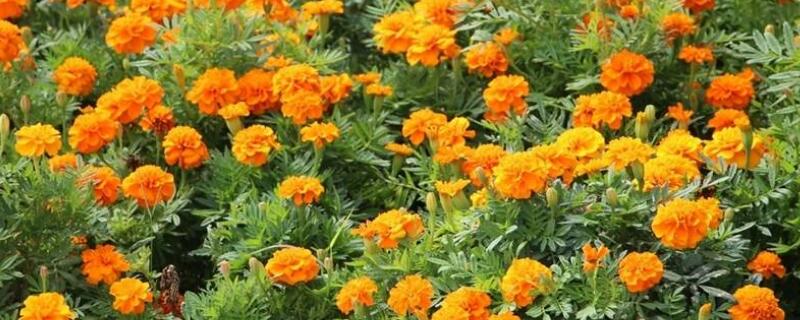 孔雀草的繁殖方法 孔雀草的繁殖方法有哪些