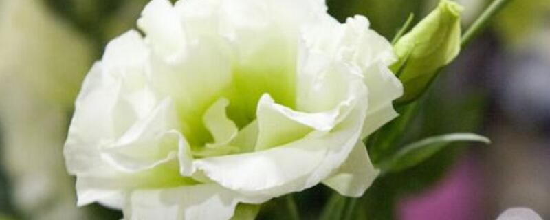 洋桔梗摘心技术（洋桔梗掐尖）