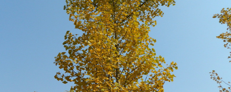 银杏树桩怎样上盆（银杏树桩怎样上盆才能活）