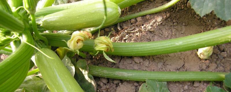 西葫芦是什么菜 西葫芦是什么菜名