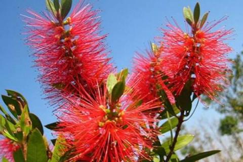 红干层的扦插方法