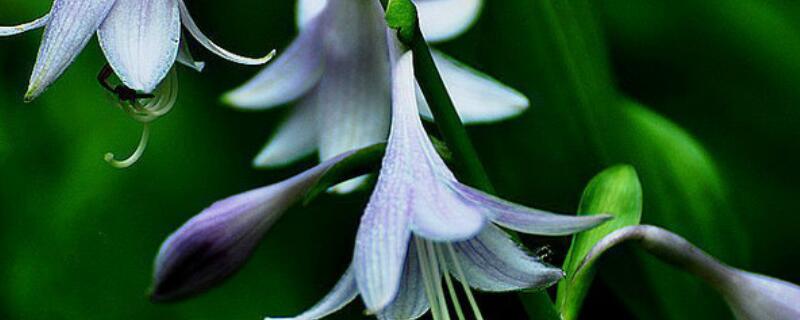 玉簪花的叶子药用功能 玉簪花的叶子药用功能是什么