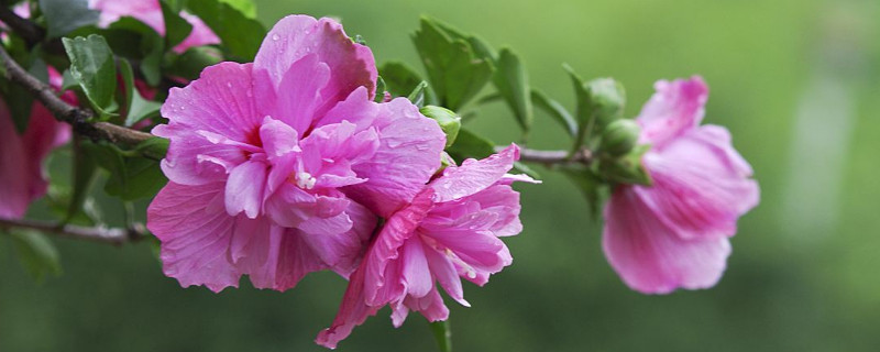 木槿花什么时候剪 木槿花什么时候剪枝最好