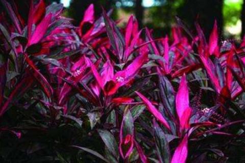 红叶朱蕉怎么扦插