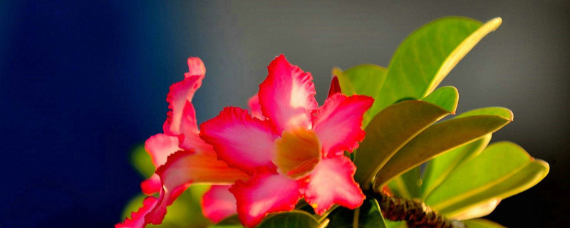 沙漠玫瑰砍头多久发芽 沙漠玫瑰剪枝后多久发芽