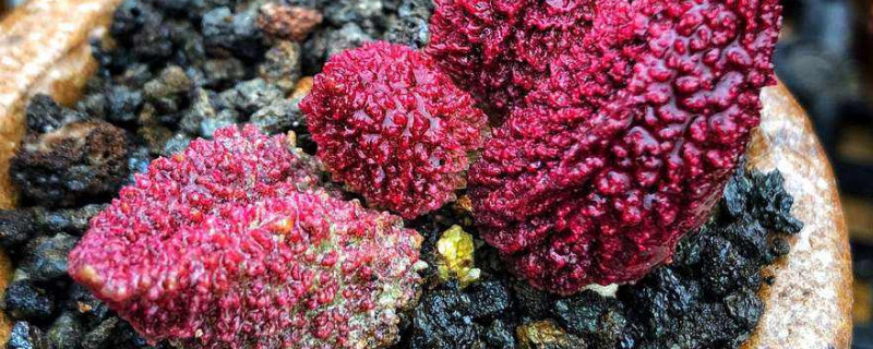 朱紫玉怎么浇水