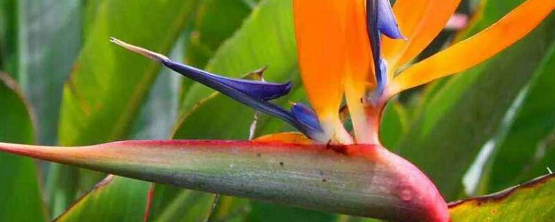 鹤望兰换盆后的管理（鹤望兰换盆后的管理方法）