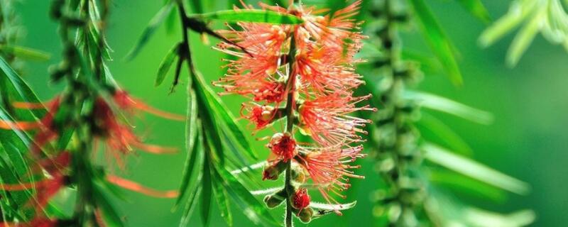 红千层移栽方法 红千层种植技术