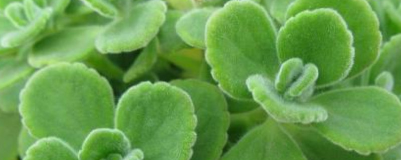 摇摇香怎么扦插 飘香扦插方法