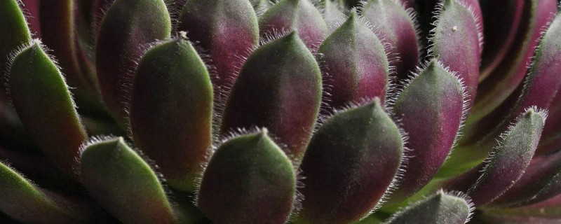 紫牡丹怎么养爆盆 紫牡丹怎么养才会开花