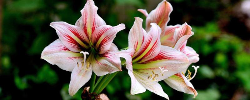 朱顶红种球（朱顶红种球烂了怎么办）