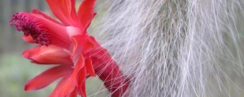 猴尾柱烂根怎么办（猴尾柱根部烂了怎么发根）