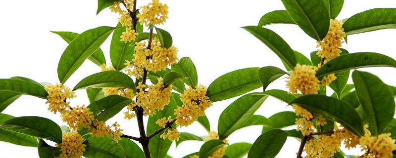 珍稀桂花品种（珍稀桂花品种讨论吧）