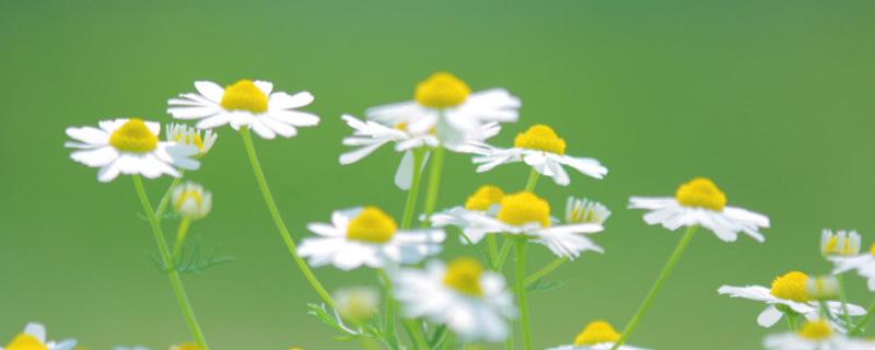 雏菊开花后怎么处理好 雏菊开完花后怎么修剪