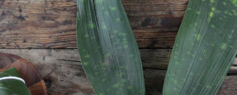 粽子叶是什么叶子（正宗粽子叶是什么叶子）