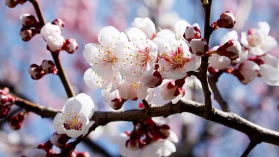 冬季有哪些花（夏季花有哪些）