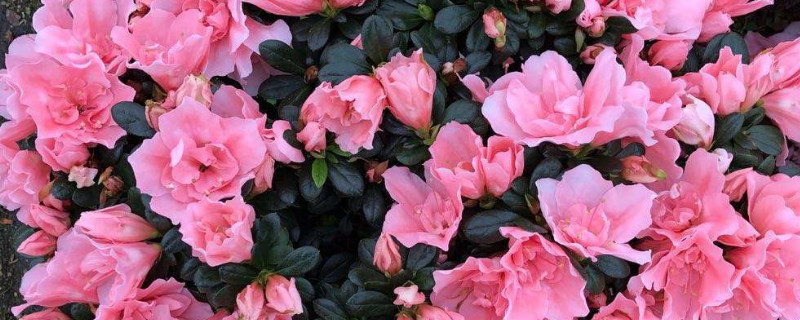 西洋杜鹃冬天怎么养 西洋杜鹃花期后怎样养