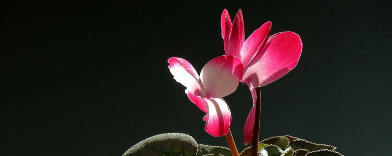 仙鹤来花有毒吗（仙鹤来花对身体有害吗）