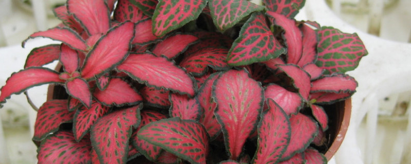 红网纹草怎么移盆 红网纹草怎么移盆视频