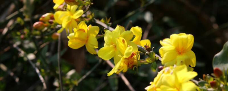 迎春花可以在家里养吗（迎春花可以在家里养吗视频）
