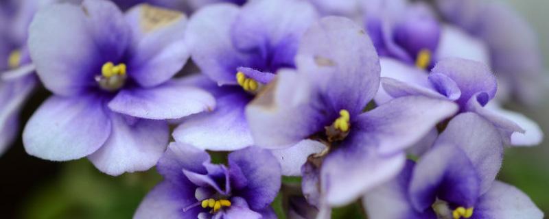 非洲紫罗兰花有没有毒 非洲紫罗兰花有没有毒素