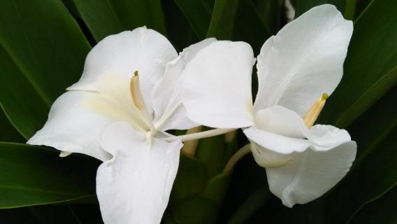 姜花开花后要怎么处理