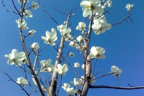 辛夷花是什么花