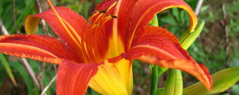 萱草怎么修剪（萱草花后修剪）