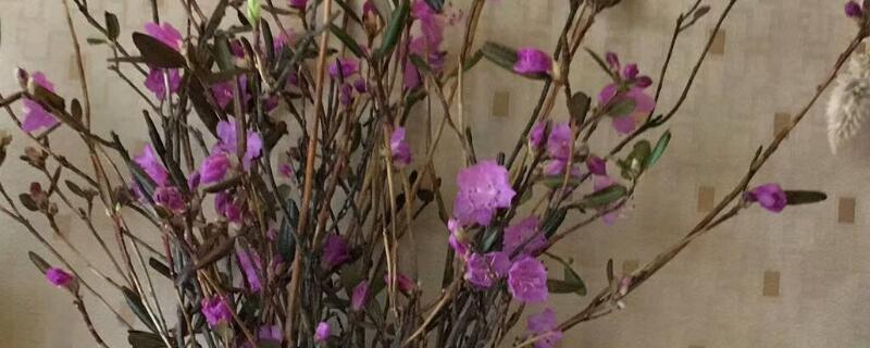 干枝杜鹃开完花怎么办（干枝杜鹃开完花怎么办视频）