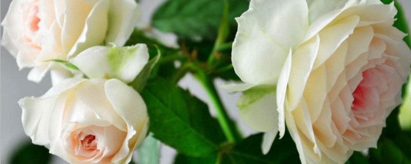 绒球门廊怎么修剪 门廊绒球重剪