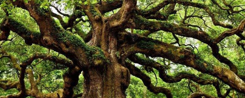 橡树与芦苇的寓意（橡树与芦苇的寓意是什么）