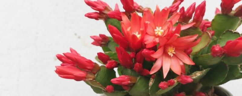 仙指兰嫁接后不开花 仙指兰嫁接仙人掌