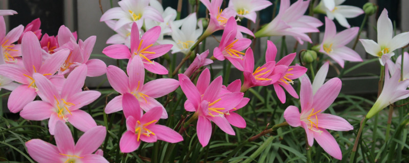 风雨兰开花有毒吗 风雨兰的花有毒吗