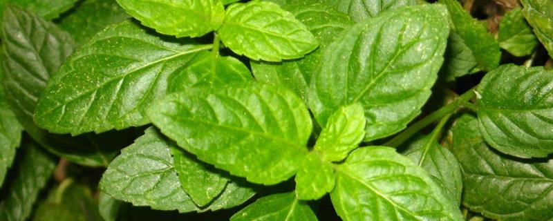 薄荷能放在卧室吗 薄荷能放在卧室吗有毒吗