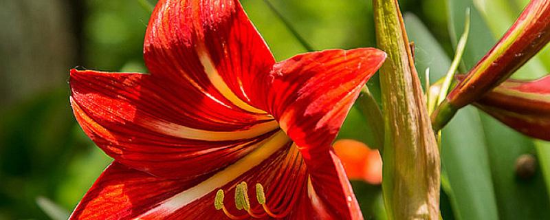 朱顶红有没有毒（朱顶红 毒性）